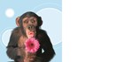 dierendag aap met bloem
